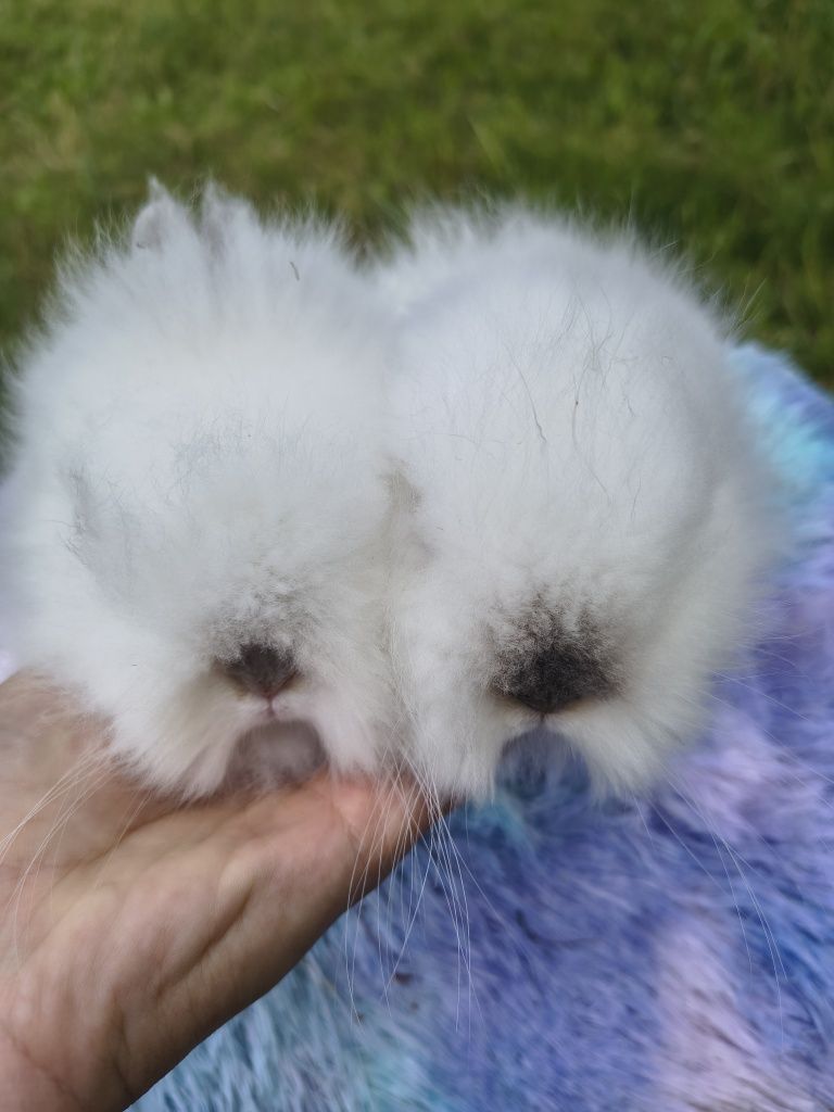 Króliki miniaturki / karzełki / króliczki / mini