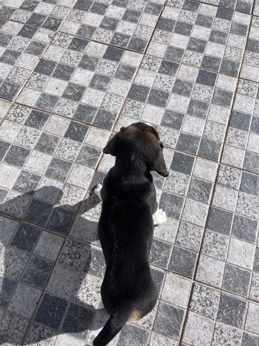 Macho Beagle (2 meses)