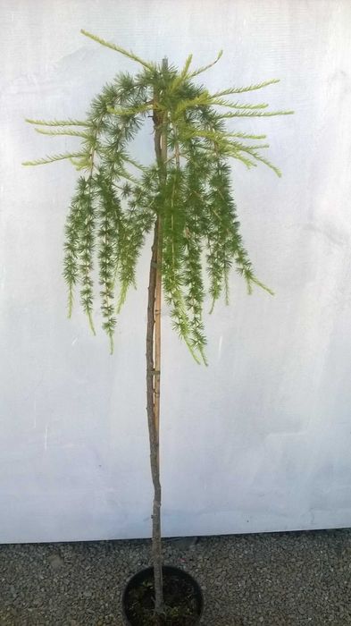 Modrzew płaczący PENDULA szczepiony NA PNIU wys. 150 cm