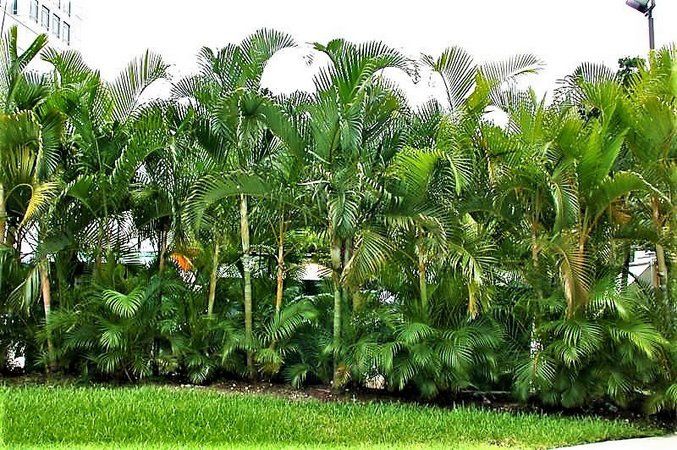 Palmeira Areca bambu, Dypsis lutescens