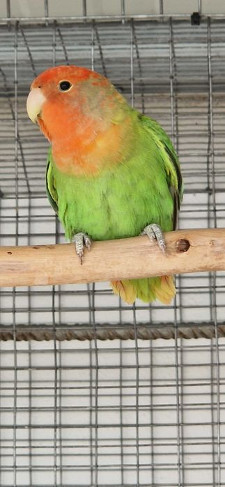 Roseicollis longfeather