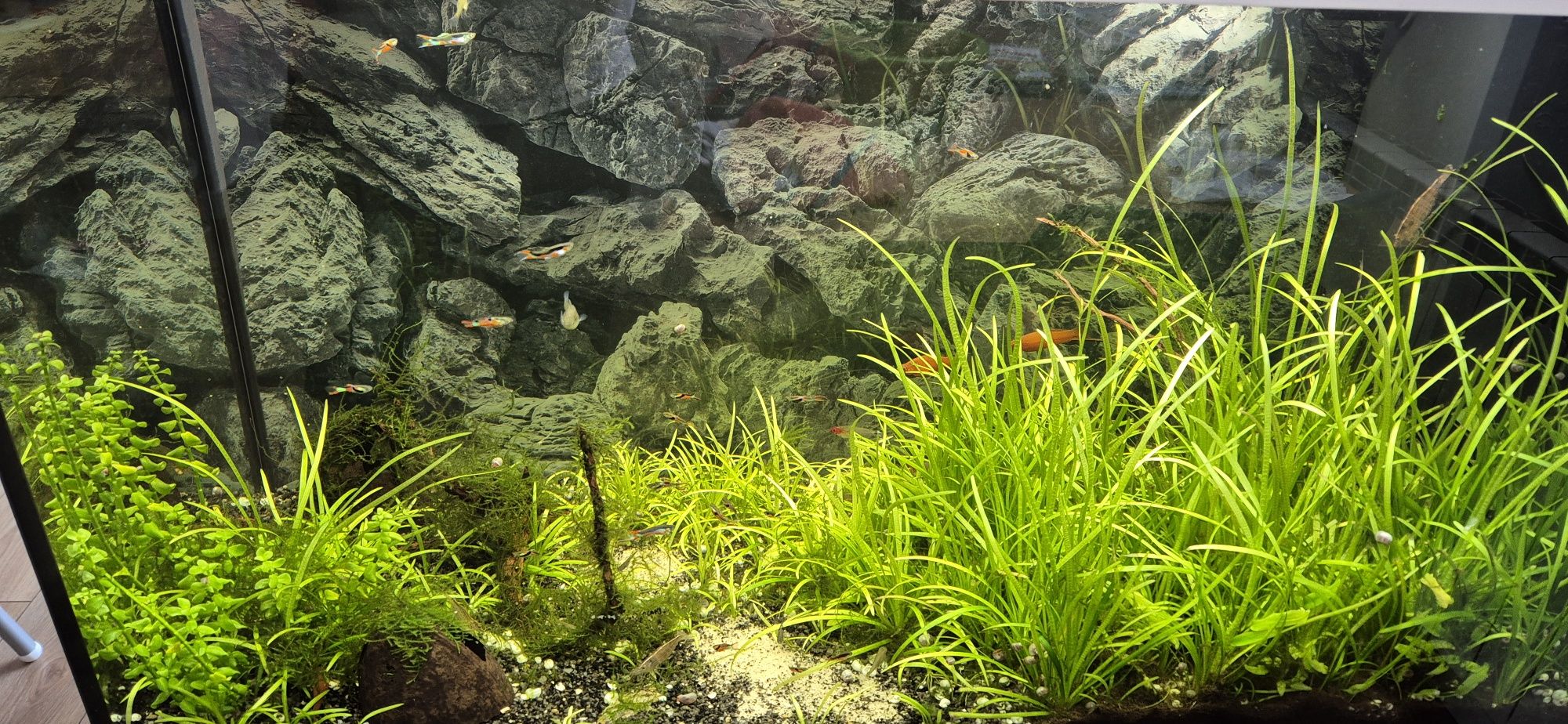 Akwarium Juwel rio 125