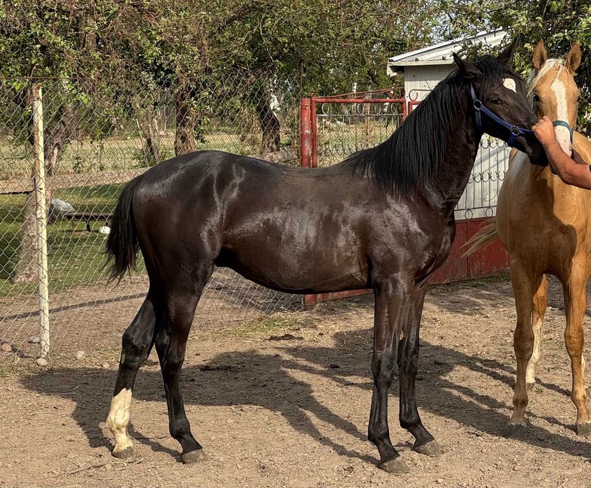 Piękny ogierek po Rumianku