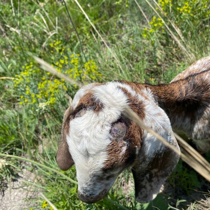 Обезроживание козлят