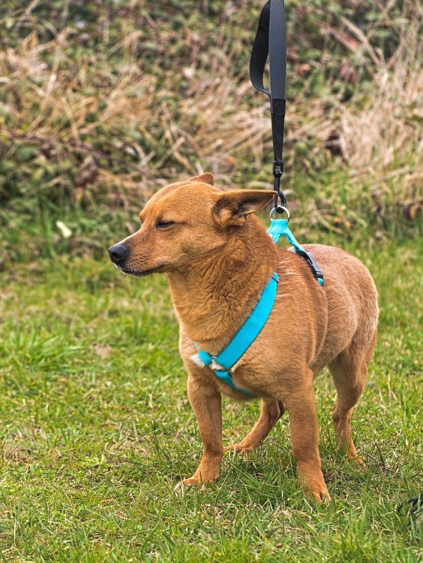 Rudy uroczy piesek z uszkami jak corgi do adopcji