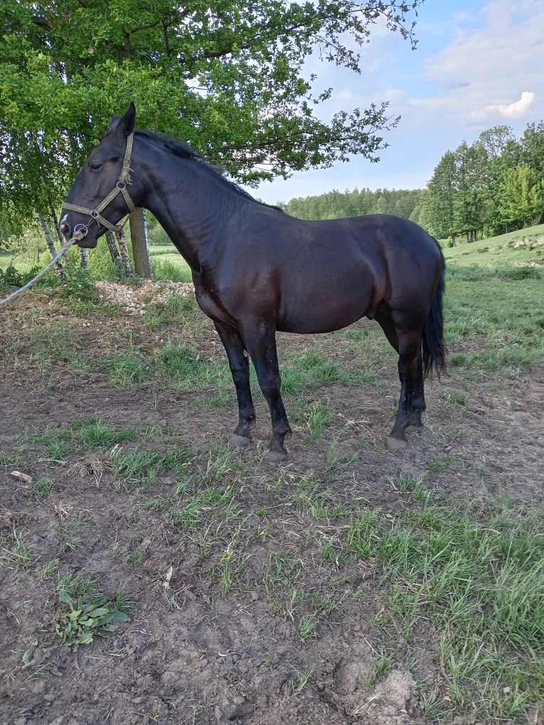 Ogier śląski zrebak sp