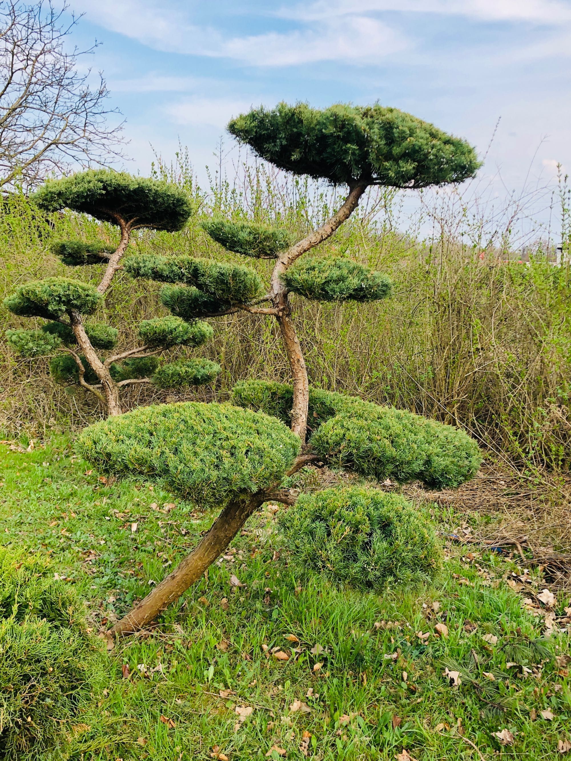 Bonsai , duże drzewo formowane