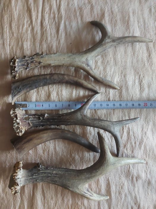 Gryzak, zabawka, przysmak dla psa. Parostki