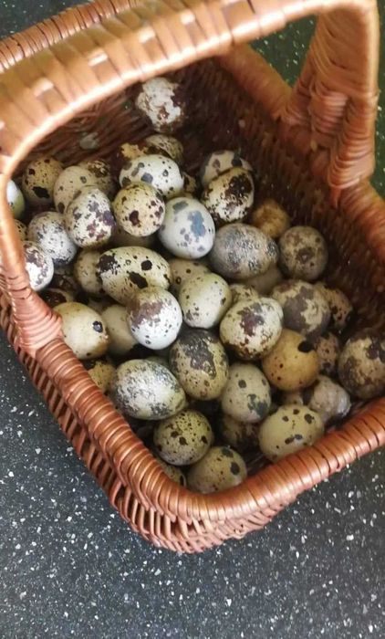 Ekologiczne jajka przepiórcze