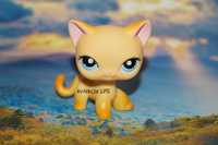 LPS Littlest Pet Shop shorthair #339 Brooklyn oryginalny UNIKAT POP