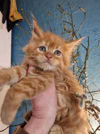 Maine coon Kocurek