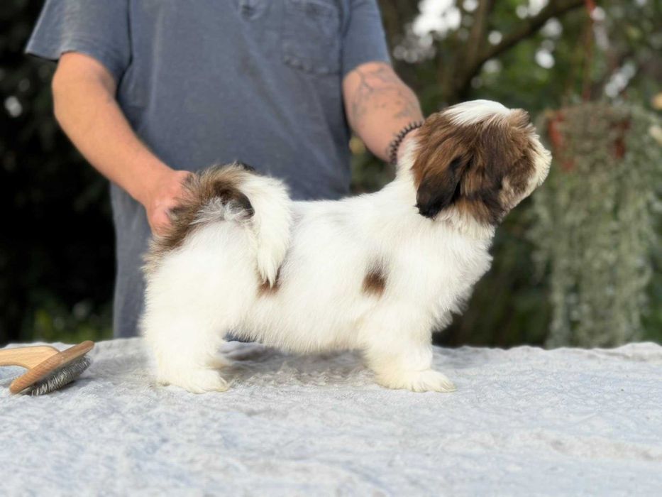 Unikalny piesek Shih Tzu! Gotowy do Odbioru!