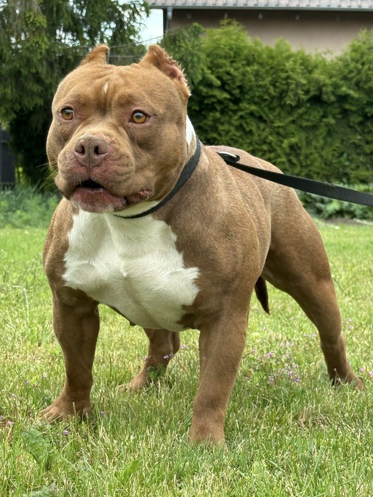 American Bully Pocket ABKC piesek