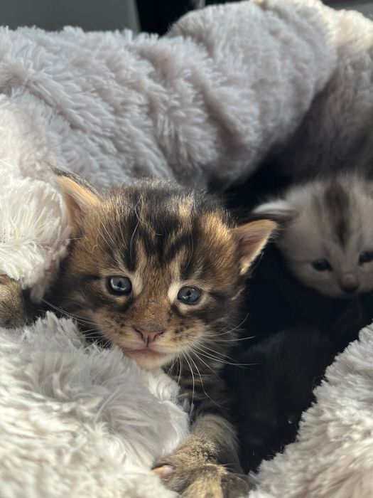 Kocurek Maine coon czarny klasycznie pręgowany linia shaded