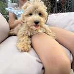 Maltipoo pies  3 miesisce badania genetyczne