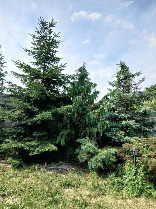 Голубая ель, пихта.