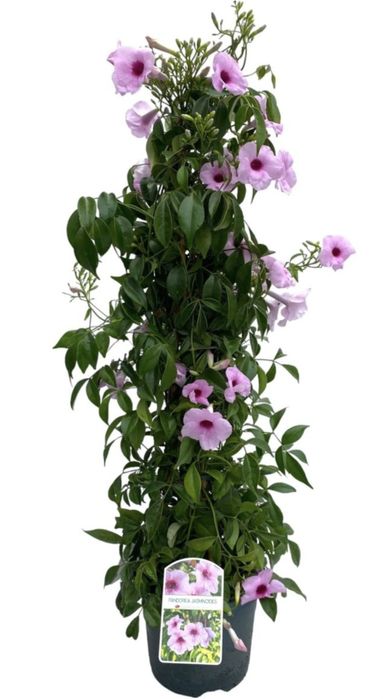 Пандорея жасміновидна