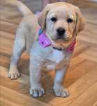 Labrador retriever suczka zółta hodowla ZKwP FCI