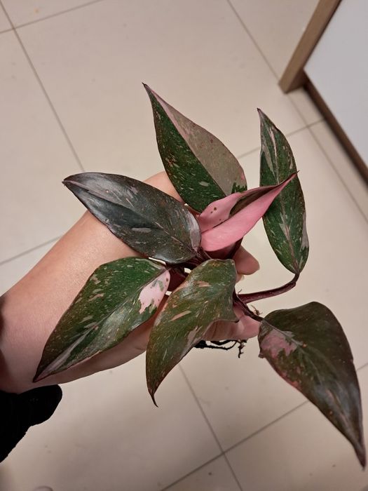 Philodendron pink princess filodendron ladnie wybarwiony marble galax