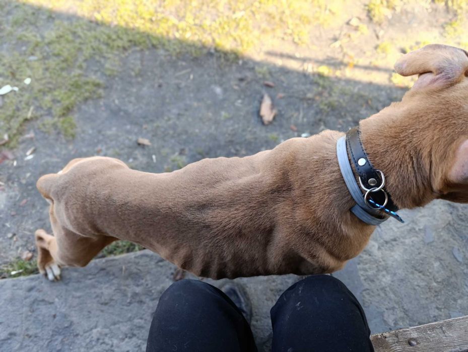 Amstaff Tytan wciąż bez domu