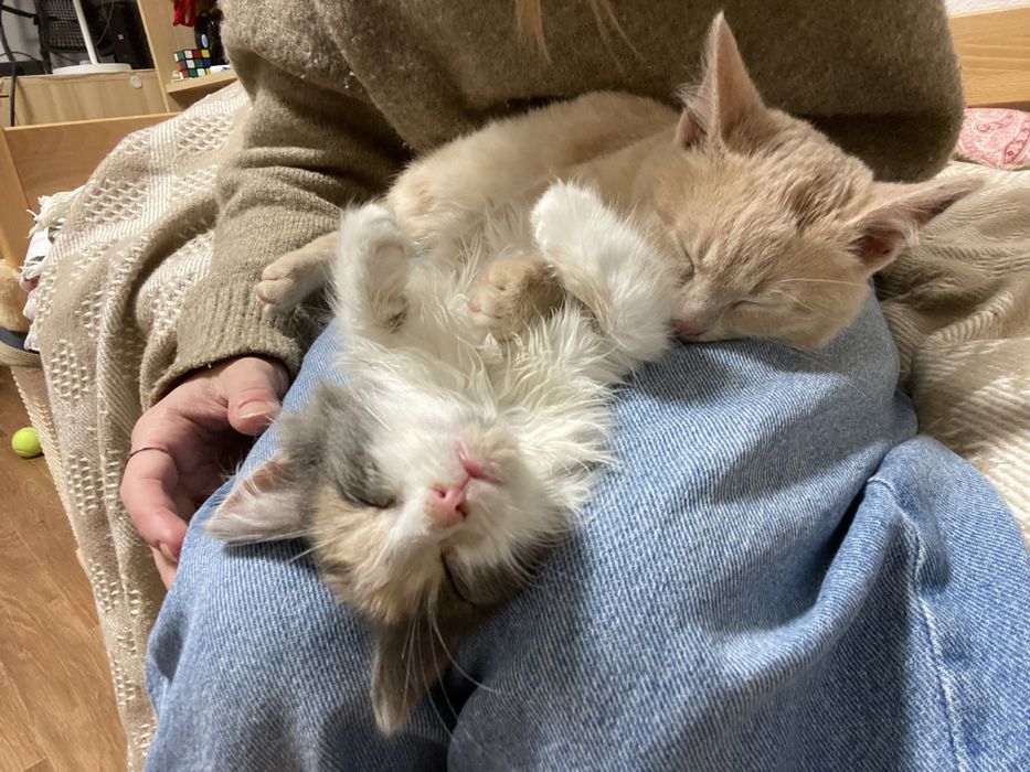 шукаємо дім кошенятам!