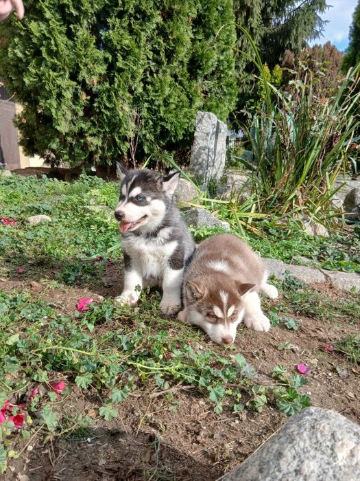 Sprzedam szczeniaka rasy Syberian husky z rodowodem