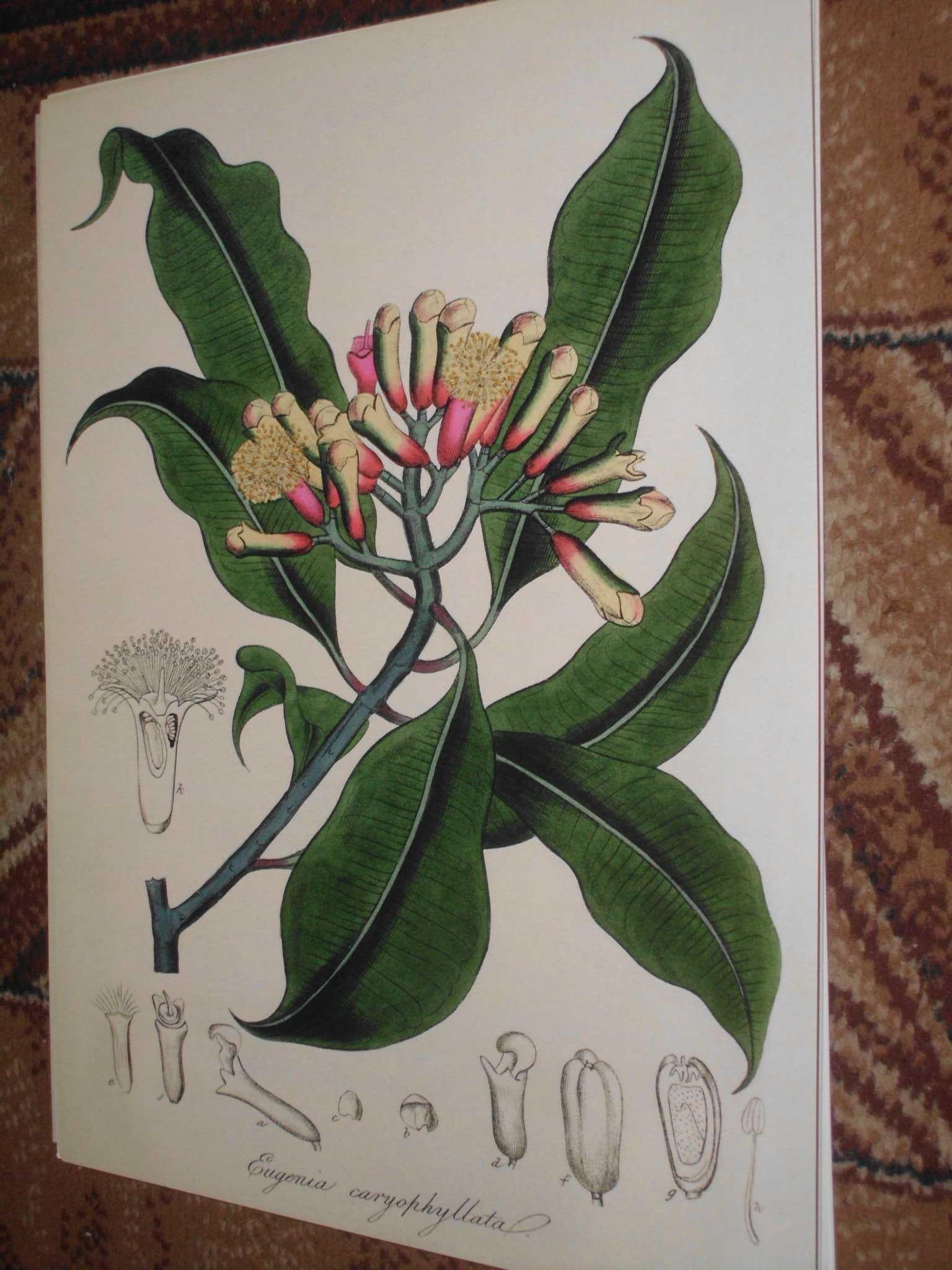 Kury, Kwiaty stara XIX w. grafika - reprint