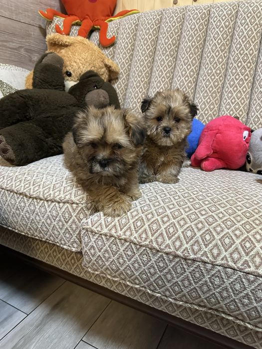 Shorkie york &shih tzu piesek