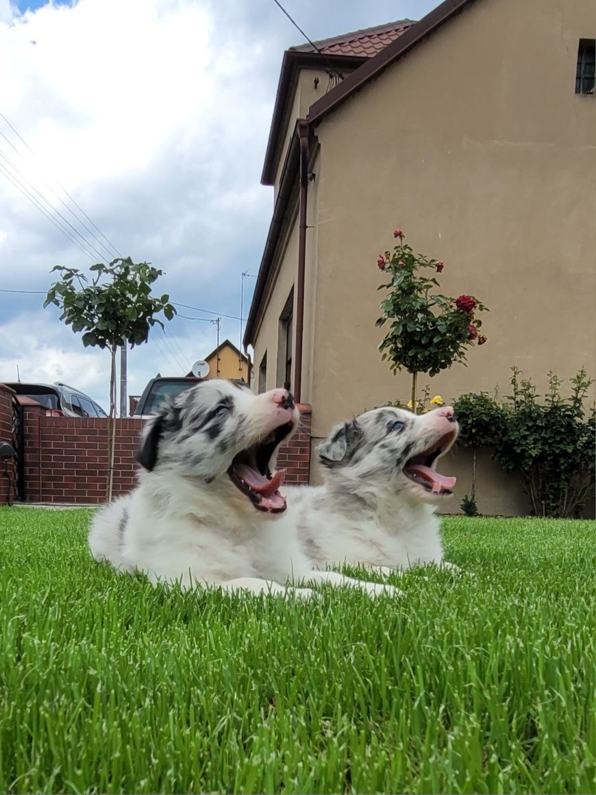 Border Collie Śliczny Szczeniak