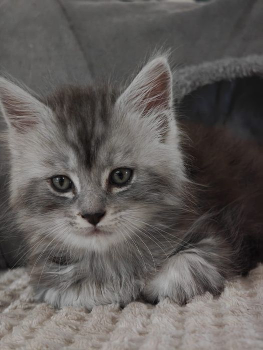 Ernest przecudny kocurek rezerwacja