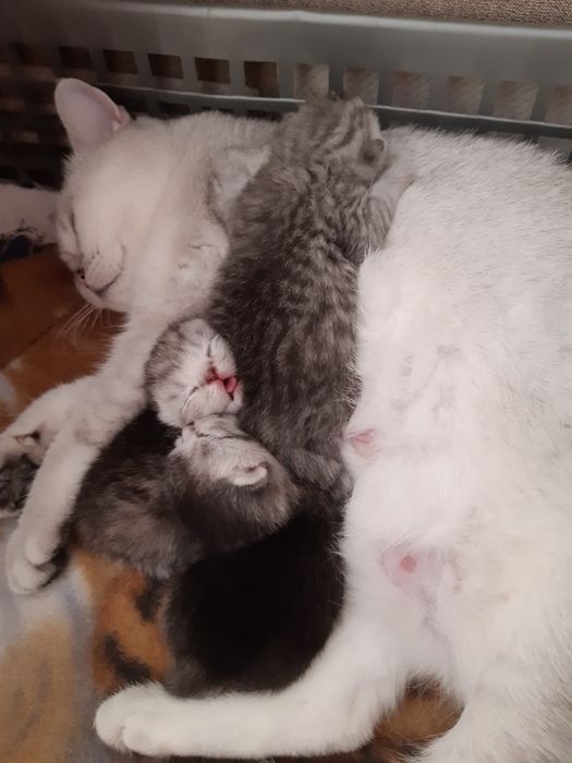 British  Shorthair Golden e silver