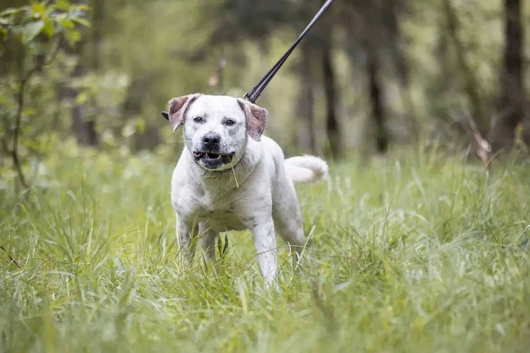 Do adopcji piękna Baffi