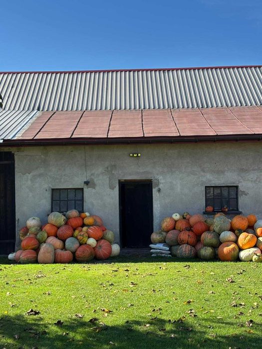 Dynia jadalna  olbrzymia