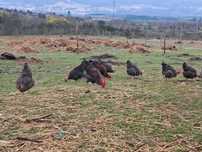 Galinhas do campo e patos