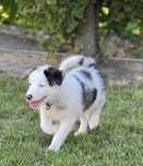 Border Collie - Blue Merle piesek