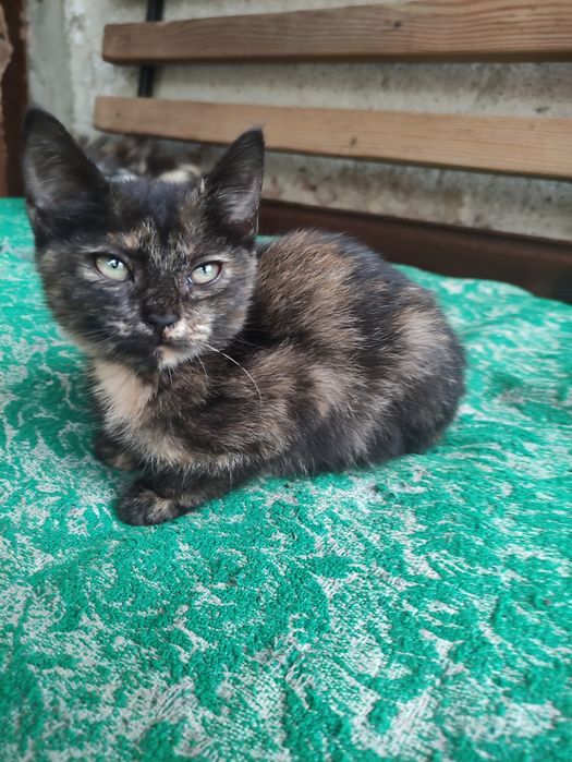 Котенята чекають люблячих господарів!