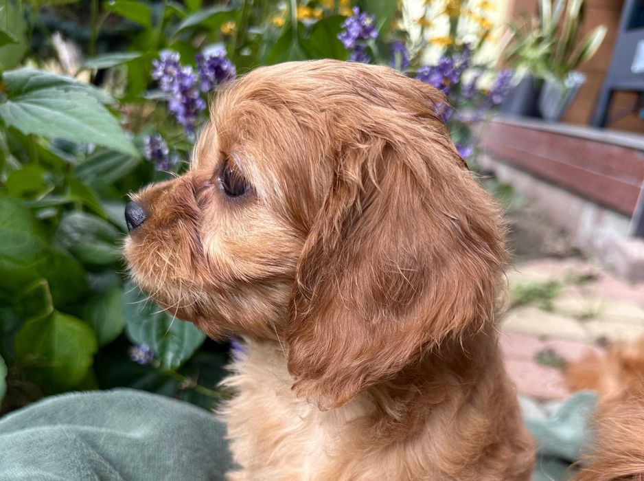 OSTATNIA CZUŁA SUNIA CAVAPOO wychowana w miłości, od 12.09