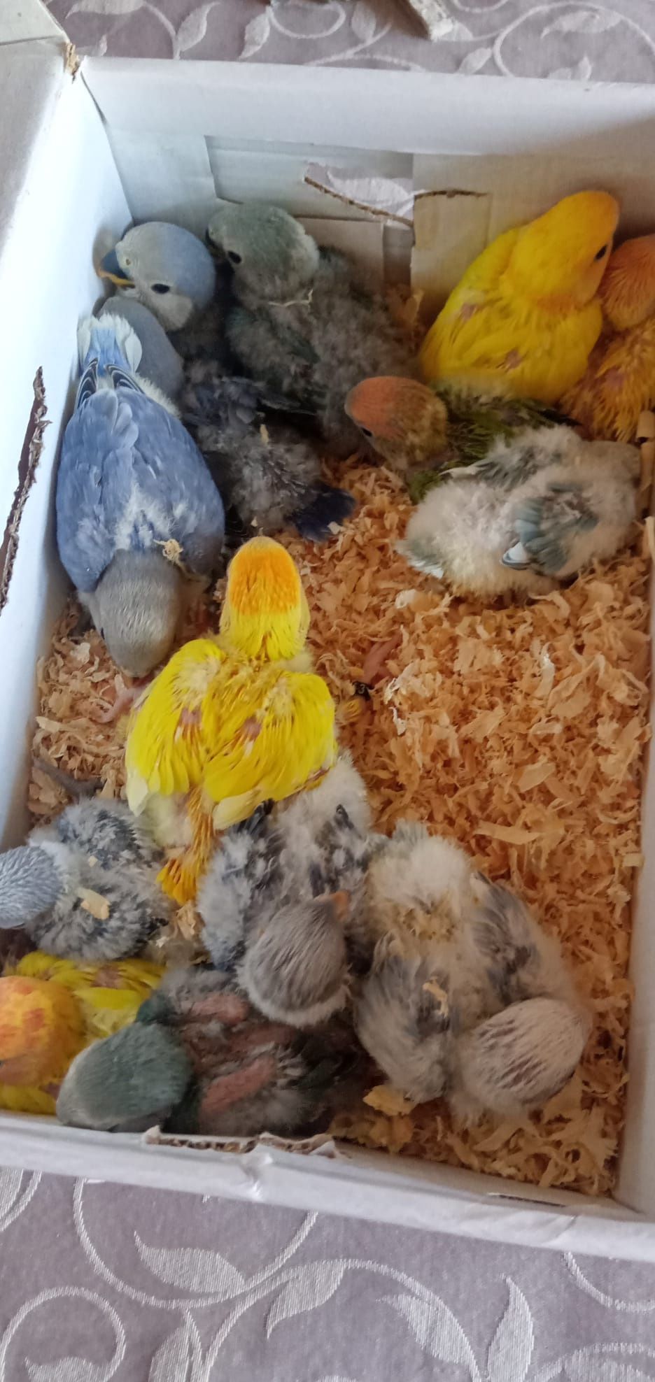 Cedem se agapornis e caturras domesticadas