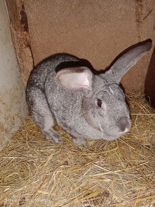 Продам кролів різного віку