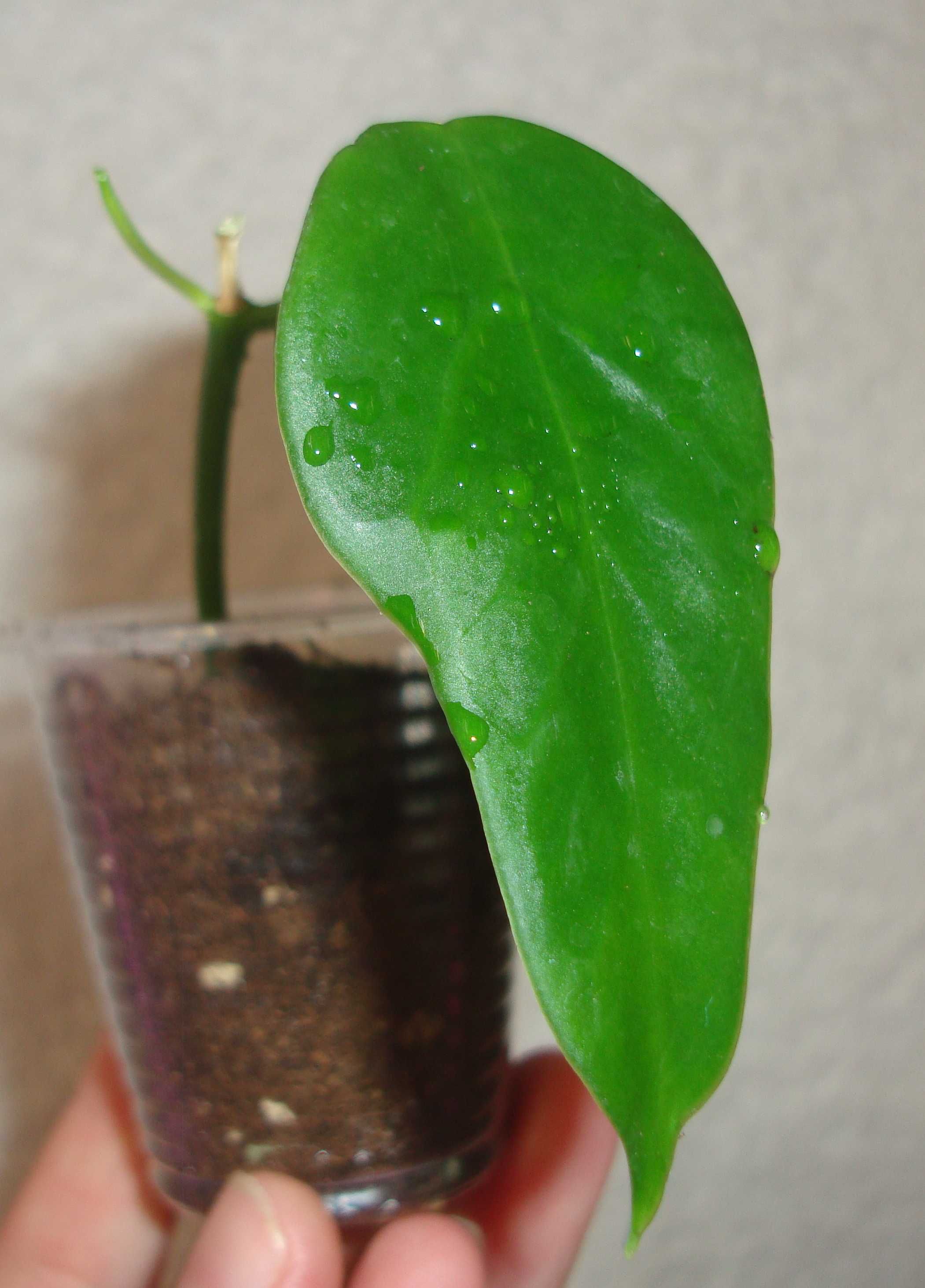 Хойя. Hoya. Вкорінені рослини.