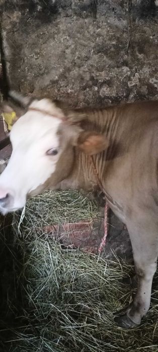 Jałóweczka, jałówka