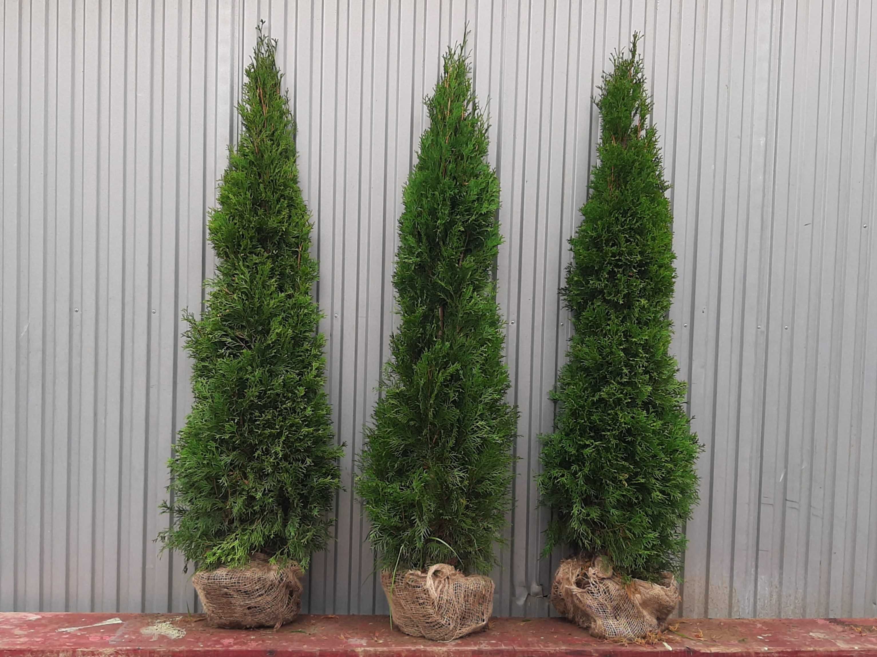 Tuja Szmaragd 200,220,240,250cm! Tuje! Dowóz! Thuja Smaragd! Sadzenie!