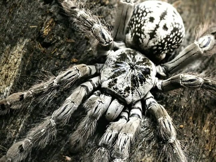 Белая красавица паук ПАУК Heteroscorda maculata L 7-8 САМКА

Для заказ