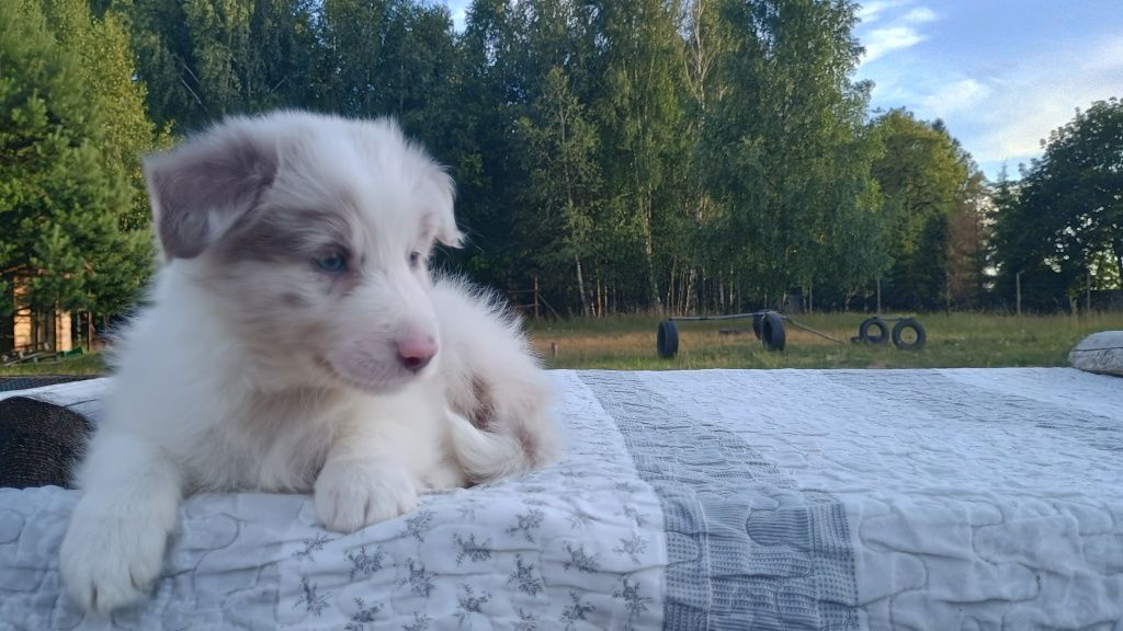 Border Collie piękna suczka lilac merle ZKwP FCI