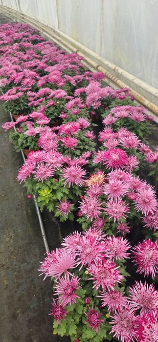 Igiełki chryzantemy