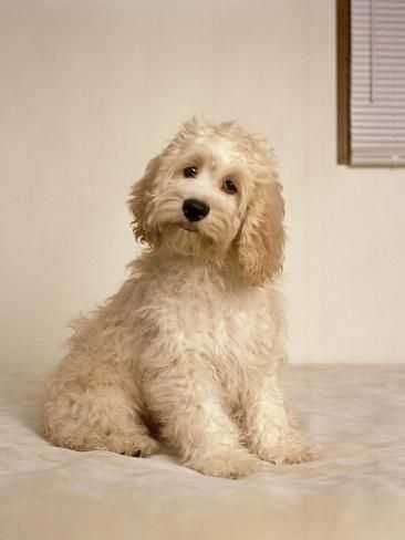 Labradoodle szczenie F1 B