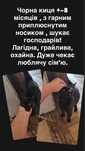Кішечка +-8 місяців , дуже ніжна та ласкава