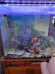 Oportunidade. Aquario vidro 10mm, preço pedido paga os peixes apenas