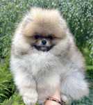 Szpic miniaturowy/piesek/ pomeranian ZKwP/FCI