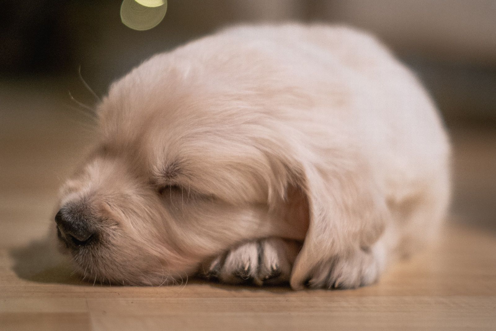 Golden Retriever - Przepiekny piesek!